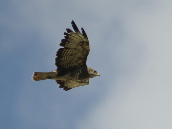 Vogels-buizerd-_IGP5898_1024