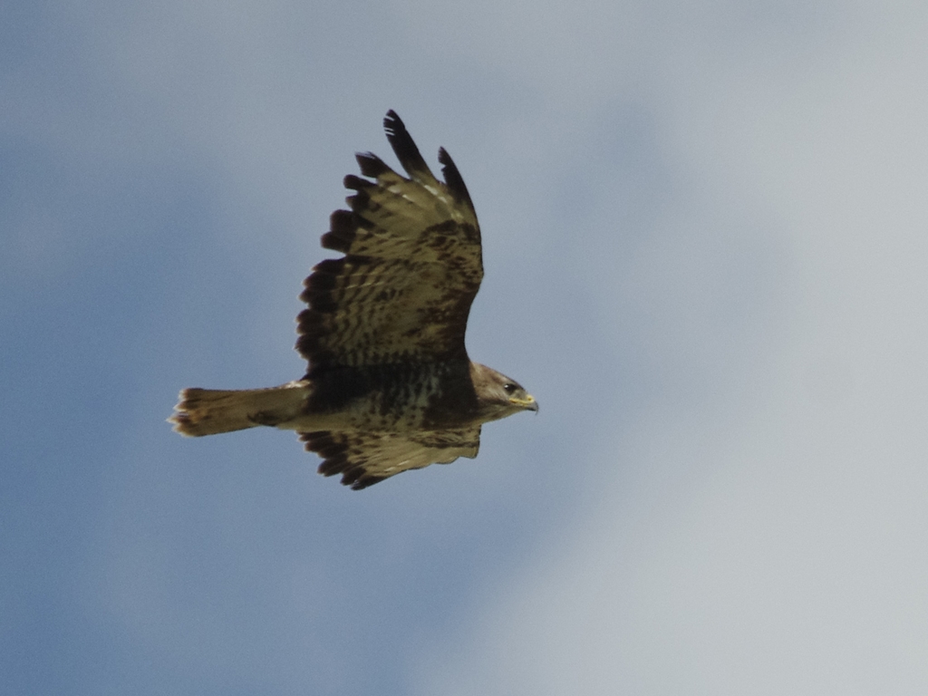 Vogels-buizerd-_IGP5898_1024