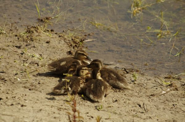 Vogels-eenden-_IGP3662-1024