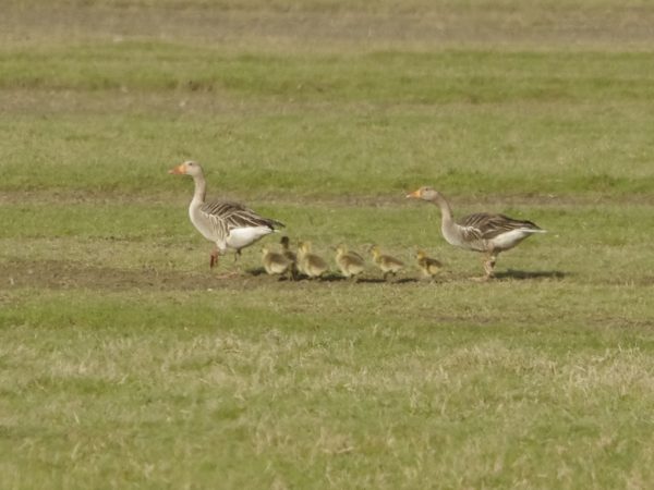 Vogels-ganzen_IGP2707_1024