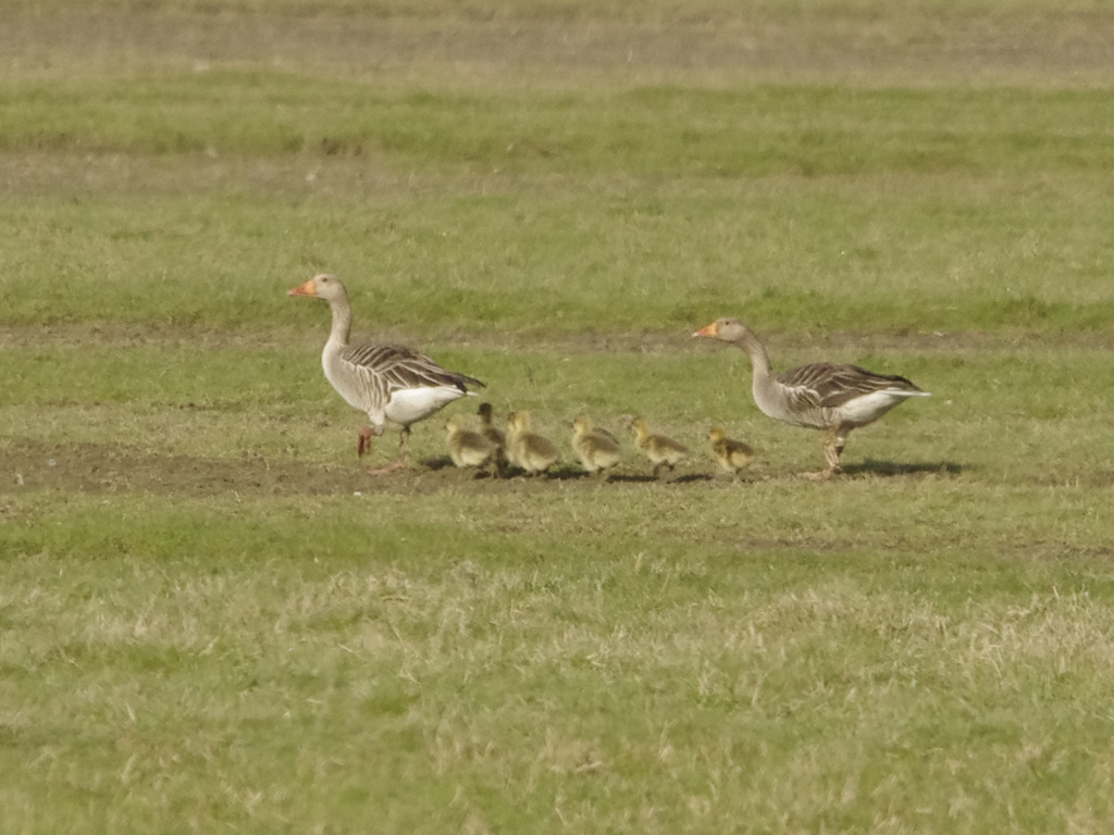 Vogels-ganzen_IGP2707_1024