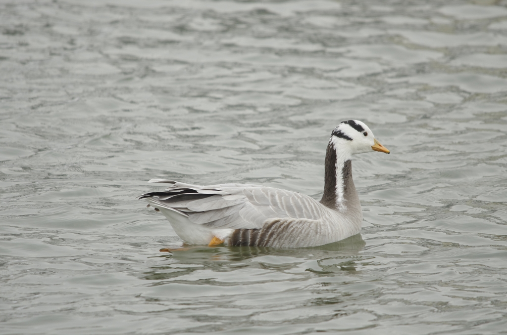 Indische gans [ Anser indicus ]