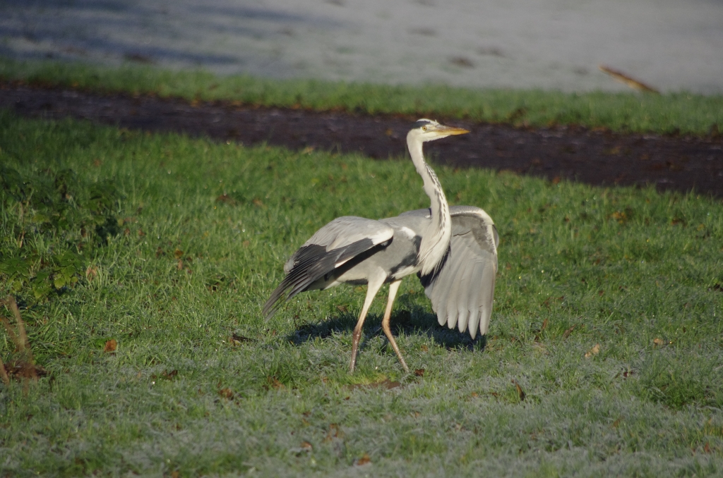 Vogels-reiger-_IGP8444-1024