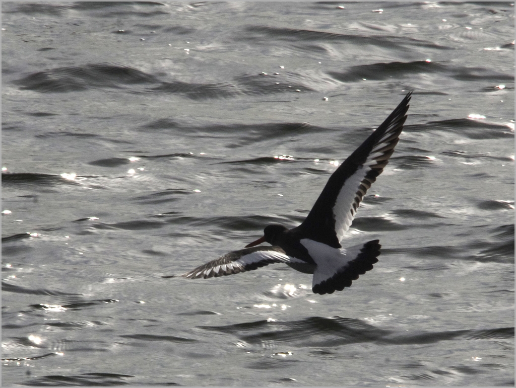 Vogels-scholekster-_IGP7816_1024